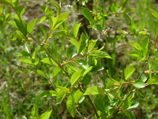 Obraz premium green leaves of tree