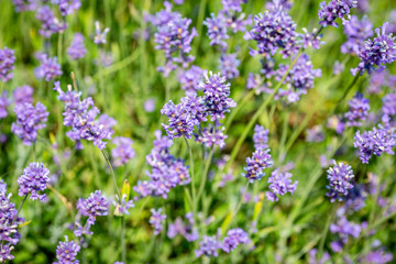 Obraz premium Lavender flowers in the summer sunshime