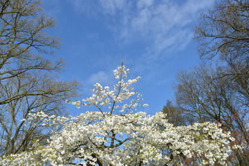 The blossoming tree