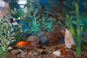 Pecera acuario con pez dorado