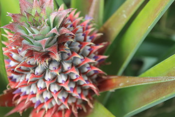 Obraz premium Flowers in the rain forest