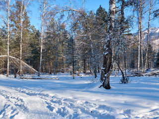 felled tree in the sunny forest, tree fell on another tree. winter. forest. Frost. sunny day. hurricane effects broken tree