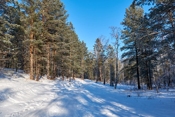 Mountain winter landscape, Sunny frosty day in the winter fairy forest. walk through the winter forest.
