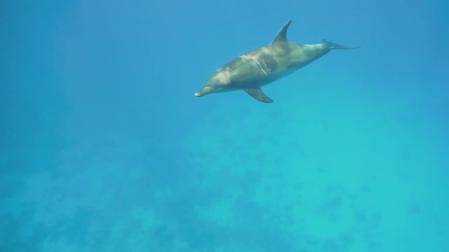 Underwater Close View Bottlenose Dolphin Snorkelers Red Sea Egypt