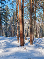 winter landscape, Sunny frosty day in the winter fairy forest. walk through the winter forest.