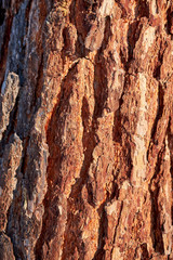 Abstraction texture of pine tree bark in the light of the setting sun in the winter forest.