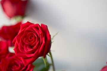 Bouquet of scarlet roses close shooting. Close up of red roses bouquet.