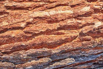 Abstraction texture of pine tree bark in the light of the setting sun in the forest.