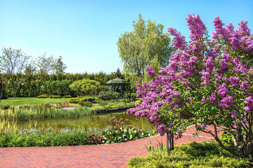 A lilac bush on the shore of a beautiful lake in Mezhyhiria near Kiev, Ukraine.