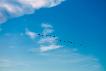 birds flying to home on white blue sky soft cloud