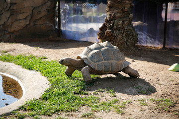 Seychelles giant tortoise (Aldabrachelys gigantea) drinking a water