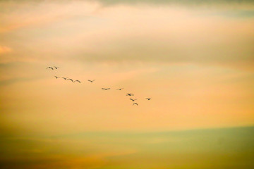 birds flying to home on sunset sky soft cloud