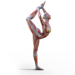 Anatomy strecth standing