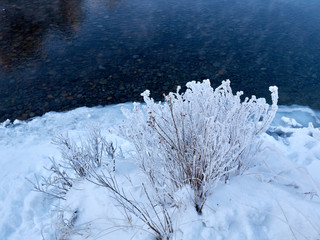 River flowing among the mountains in winter sunny day frosty banks of the plant covered with snow and hoarfrost.
