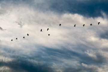 egret flying to home on white blue sky soft cloud