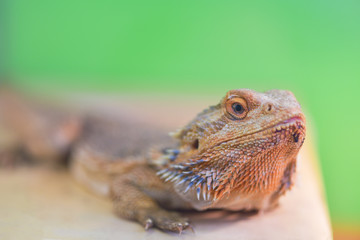 Pogona vitticeps,  Pogona barbata.Proud Bearded Agama sits on a stand on a green background in a...