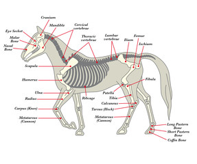 Skeleton of a horse with the different bones