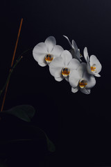 White orchid flower on a black background, space for a text, flat lay