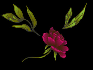 Vector Burgundy peony floral botanical flower. Engraved ink art. Isolated peonies illustration element.