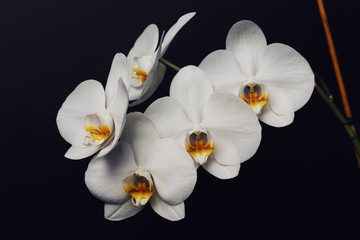 Beautiful Phalaenopsis Orchid flowers, isolated on black background