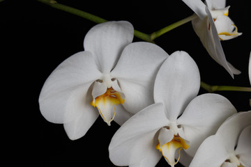 Flowers of a white orchid isolated on a black background. Closeup