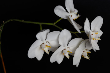 Naklejka na ściany i meble Branch with beautiful orchid flowers on black background. Tropical plant.