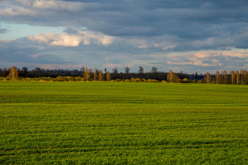 Landscape with cereal field, forest and blue sky