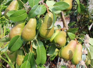 Abbaye de la Chartreuse de Neuville, Pas de Calais