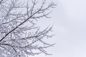Fototapeta na wymiar Snow winter trees