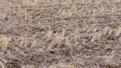 Field in winter after crop harvest