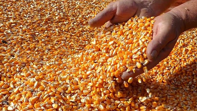 Strong hands of senior farmer shows freshly harvested corn grains, slow motion