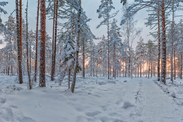 Frosty morning in raised bog. Landscape with the frozen plants. Latvia.
