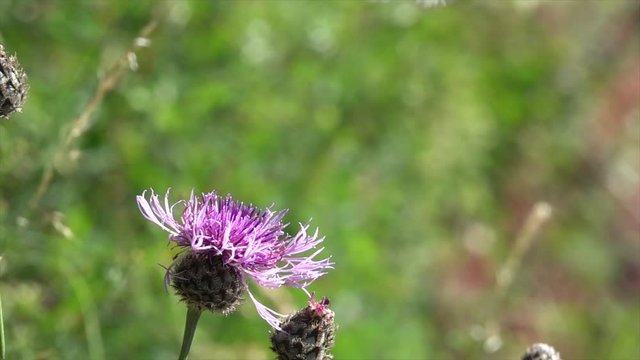 Mosel-Apollo, Apollofalter, Moselapollofalter Parnassius apollo