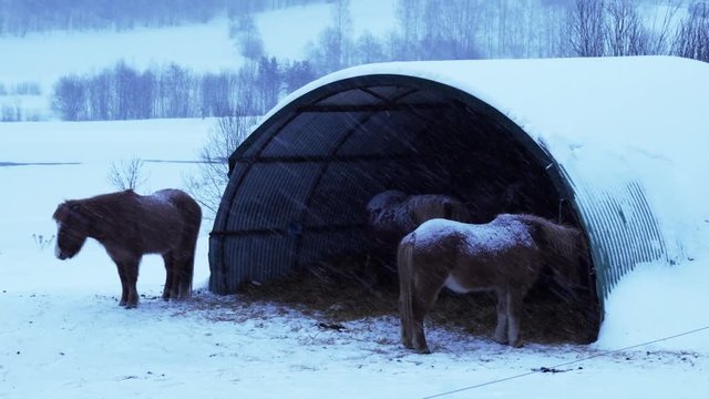 Horses standing outside in blizzard in Norway