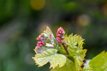 flower buds and leaves of shoots grapevine spring