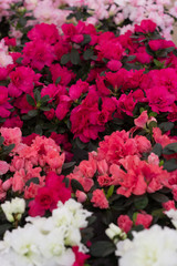 Bougainvillea Pink and White