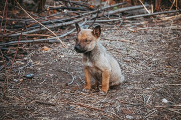 a hyena-like puppy sits with eyes closed