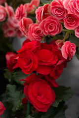 Red Begonia Obliqua