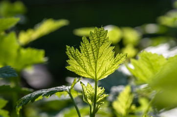 green grape leaves close up, spring background