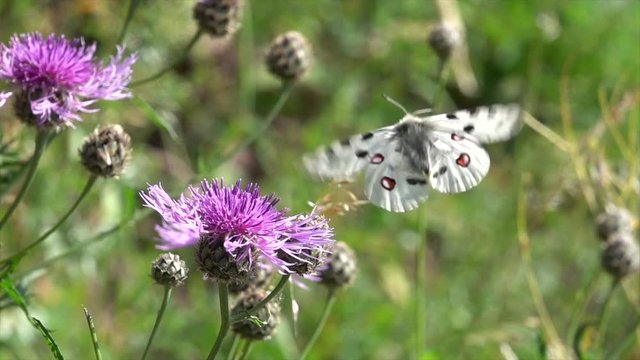 Mosel-Apollo, Apollofalter, Moselapollofalter Parnassius apollo