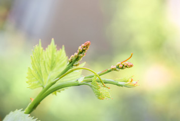 flower buds and leaves of shoots grapevine spring