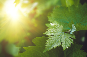 green grape leaves close up, spring background