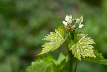 flower buds and leaves of shoots grapevine spring