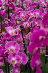 Orchid Phalaenopsis
