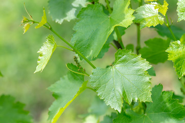 green grape leaves close up, spring background