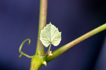 shoots and leaves of grapes on the vine spring