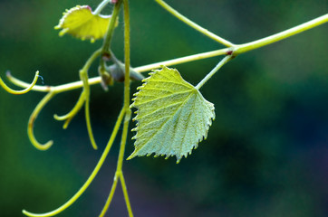 green grape leaves and mustache, spring background