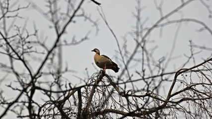 Nilgans (Alopochen aegyptiaca) auf einem Baum