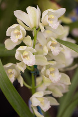Cymbidium Orchid White