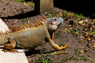 Fototapeta premium iguana, Costa Rica, Central America